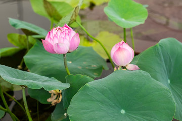  pink lotus flower and plant
