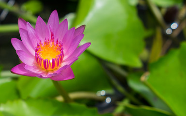  pink lotus flower and plant