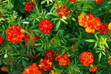 Flower bed with marigolds summer sunny day top view floral background