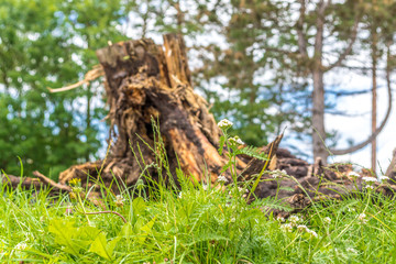 Baumstumpf einer gefällten Kiefer in einer Wiese