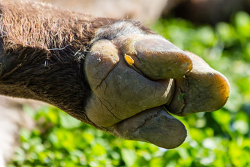 tapir in close-up