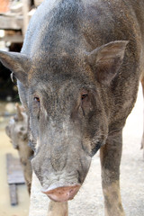 Black big pig stand on the floor. It is the boar bring a pet.