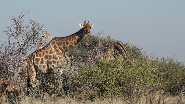 Giraffes (Giraffa camelopardalis) feeding on a thorn tree, Etosha National Park, Namibia