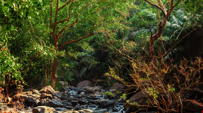 Panorama of the mountain river in the jungle, India, Goa