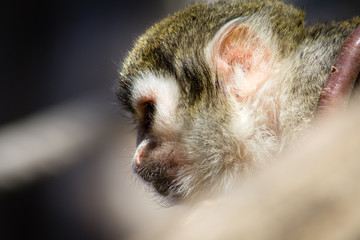 monkey saimiri in close-up