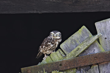 Little Owl
