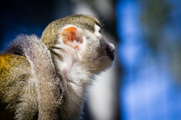 monkey saimiri in close-up