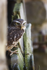 Little Owl