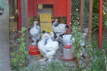 Decorative chickens in a cage