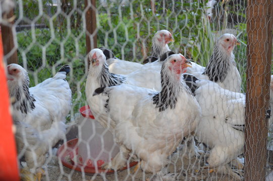 Decorative chickens in a cage