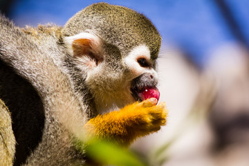 monkey saimiri in close-up