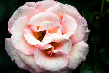 Beautiful Garden Rose in the Garden