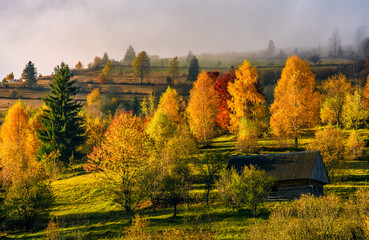 Fototapeta premium abandoned wooden house in autumn forest