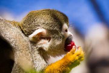 monkey saimiri in close-up