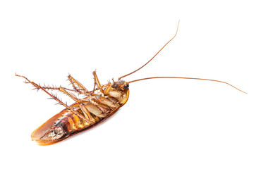 Cockroach isolated on white background