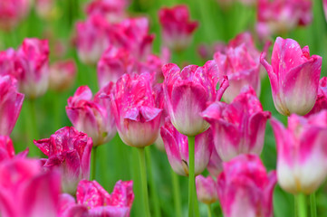 Obraz na płótnie Canvas Flower tulips background