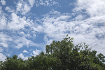 木と空と雲、青い夏の日