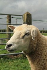 Obraz premium sheep headshot