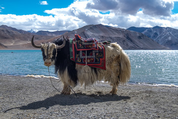 Yak at Pangong Lake in Ladakh, India	