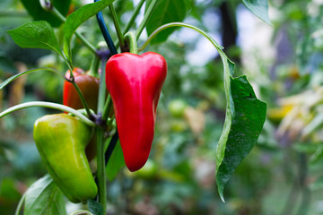 Ripening red pepper in an organic garden 