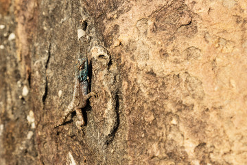 A Southern Rock Agama lizard. This photo was taken in the Robberg nature reserve in Plettenberg bay, South Africa. 