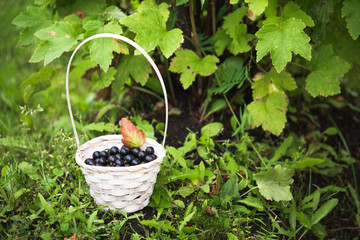 Basket with berries black currant in the garden.