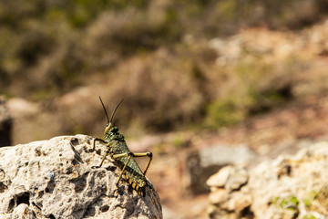 A grasshopper perched on a rock in the Robberg nature reserve in Plettenberg bay, South Africa. 