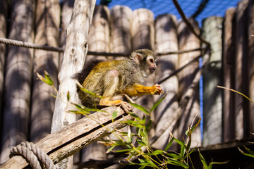 monkey saimiri