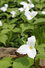 Single white trillium flower in field
