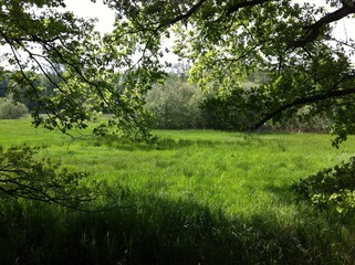 saftige grüne Wiese