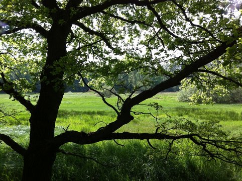 Baum vor wilder Waldwiese