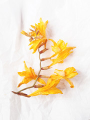 Fototapeta na wymiar Dried yellow flowers isolated on white background. Flat lay. Copy space