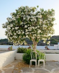 Two chairs standing under the tree with white flowers.