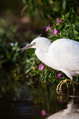 Little Egret, Heron, Egretta Garzetta