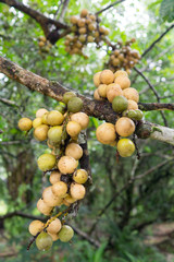 Longkong, Langsat, Lanzones, Lansium parasiticum fruit on tree. Local asia fruit. Agriculture environment concept.