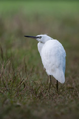 Little Egret, Heron, Egretta Garzetta