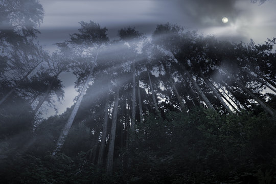 Fototapeta Mountain forest in a full moon night