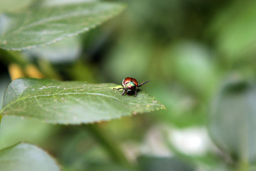 Beetle