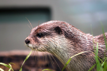 Otter