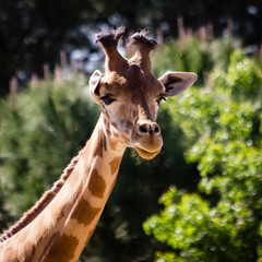 Obraz premium girafee