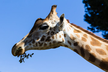 girafee