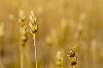 Ripe spike of wheat on a field. Closeup