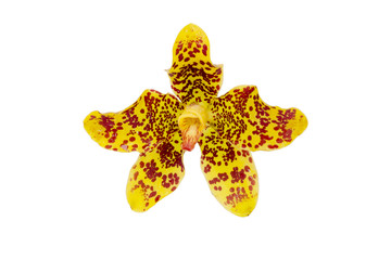 Isolated yellow tiger orchid flower or leopard flower. Local orchid in Thailand. © ieang