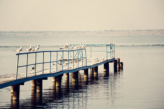 The seagulls on the bridge fence. photo