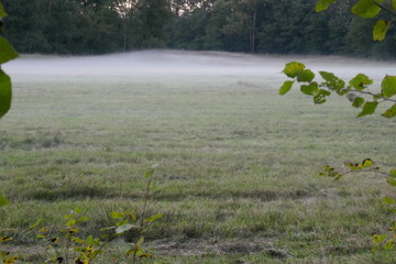 Nebel in Wellenbewegung