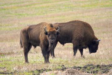 Two of European Bison bulls grazing