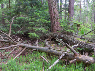 Broken pine tree lying