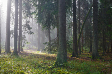 Coniferous trees against light of misty sunrise
