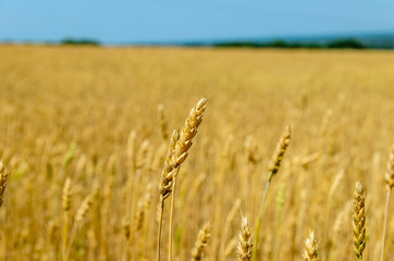 Field of ripe yellow wheat on summer