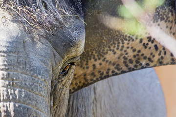 eye of an elephant in close-up